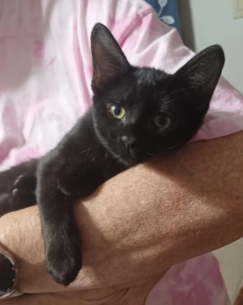 A baby medium-sized male Black Domestic Short Hair cat named Mister C. for adoption in Frisco, TX