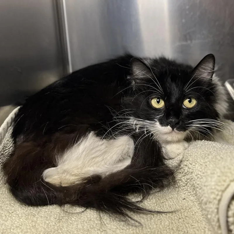 A young medium-sized female Black Domestic Short Hair cat named Anemone for adoption in Palm Springs, CA