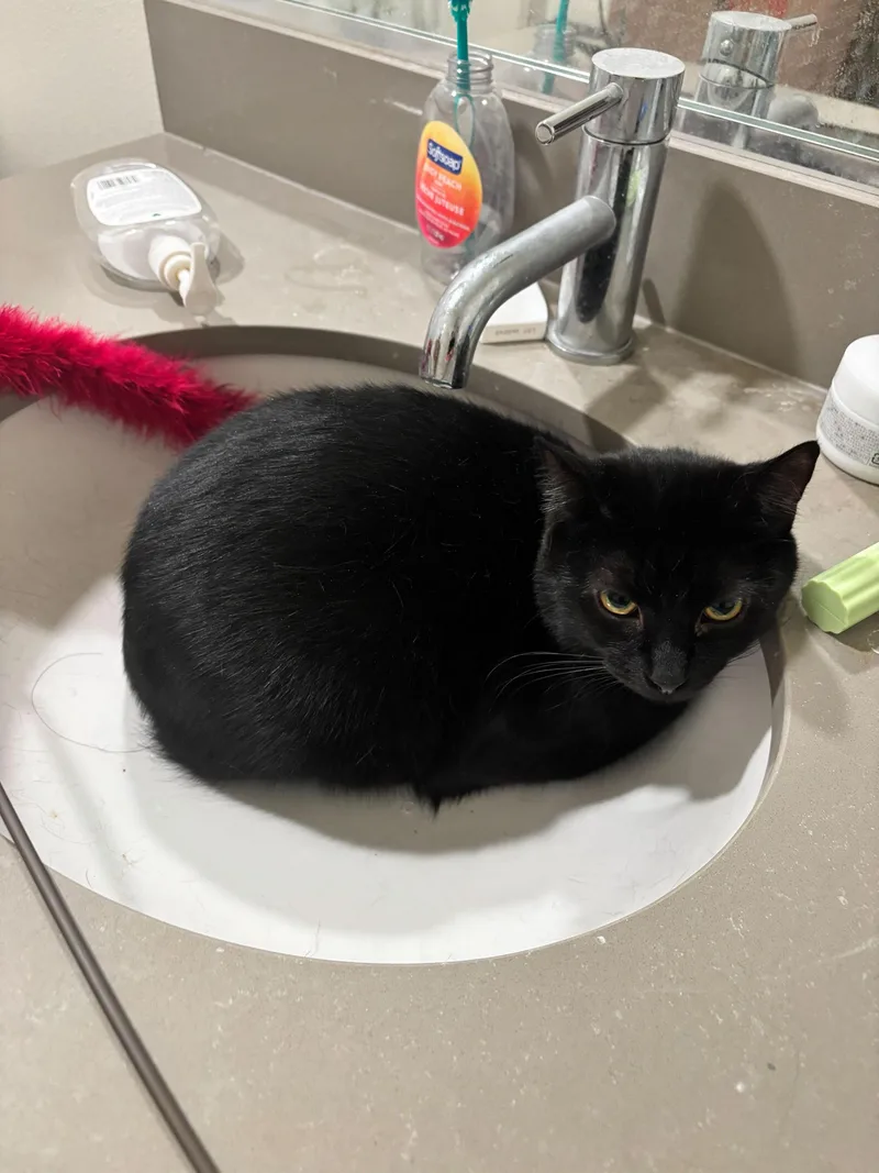 A young medium-sized male Domestic Short Hair cat named Honeycrisp And Crunchwrap for adoption in Seattle, WA