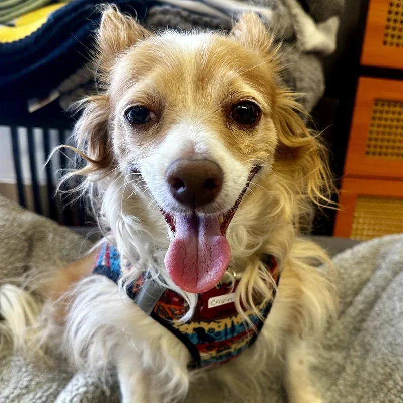 A senior small-sized male White / Cream Spaniel dog named Crispin for adoption in San Francisco, CA