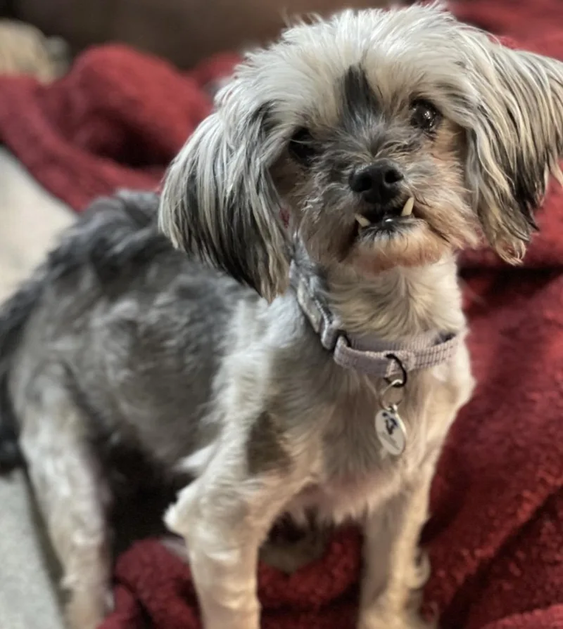 An adult small-sized female Yellow / Tan / Blond / Fawn Yorkshire Terrier dog named Charlie for adoption in Mead, CO