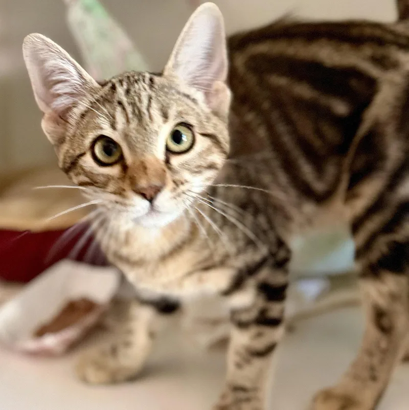 A baby medium-sized male Brown / Chocolate Domestic Short Hair cat named Dennis for adoption in Oakland, CA
