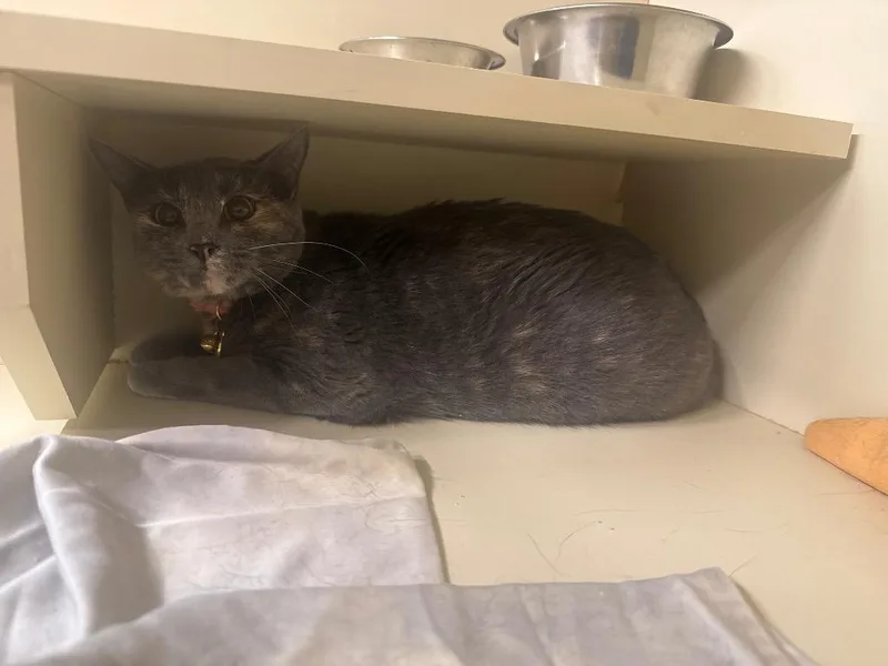 A young medium-sized female Domestic Short Hair cat named Nova for adoption in Sorrento, LA