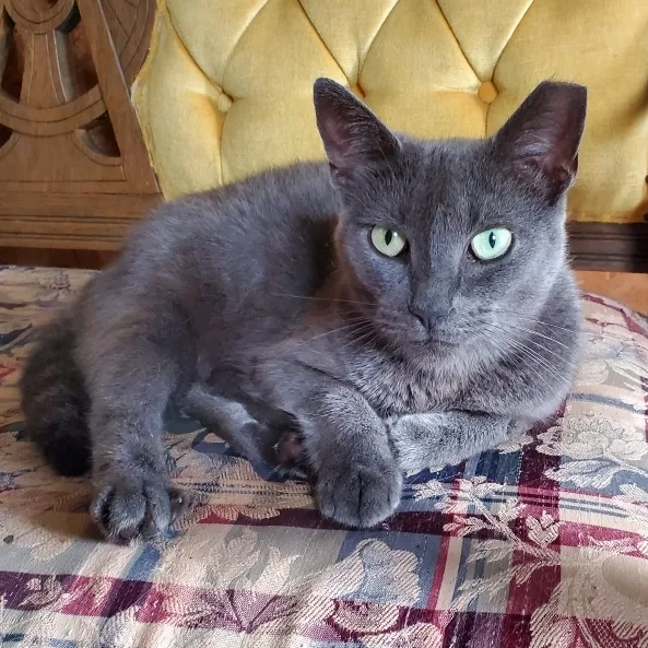An adult medium-sized female Gray / Blue / Silver Domestic Short Hair cat named Opal for adoption in Camden, TN