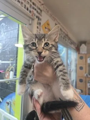 A baby small-sized male Domestic Medium Hair cat named Ciabatta for adoption in Savannah, GA