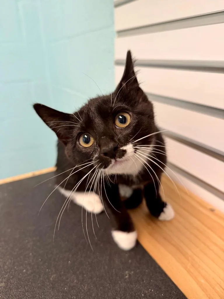 A baby small-sized female Domestic Short Hair cat named Doppler for adoption in Cape Coral, FL