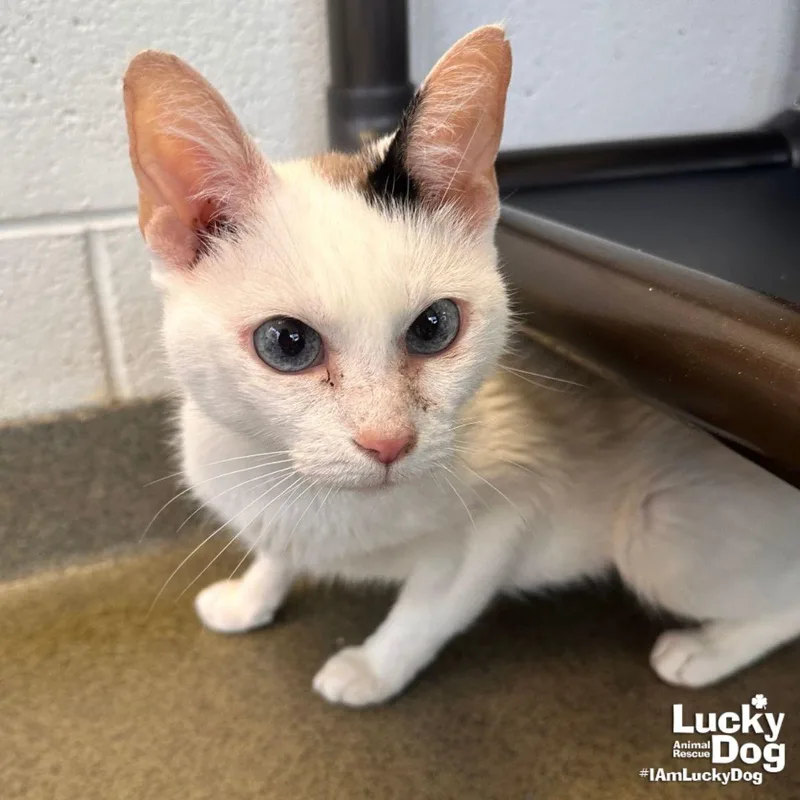 A young medium-sized female Domestic Short Hair cat named Mimsy for adoption in Washington, DC