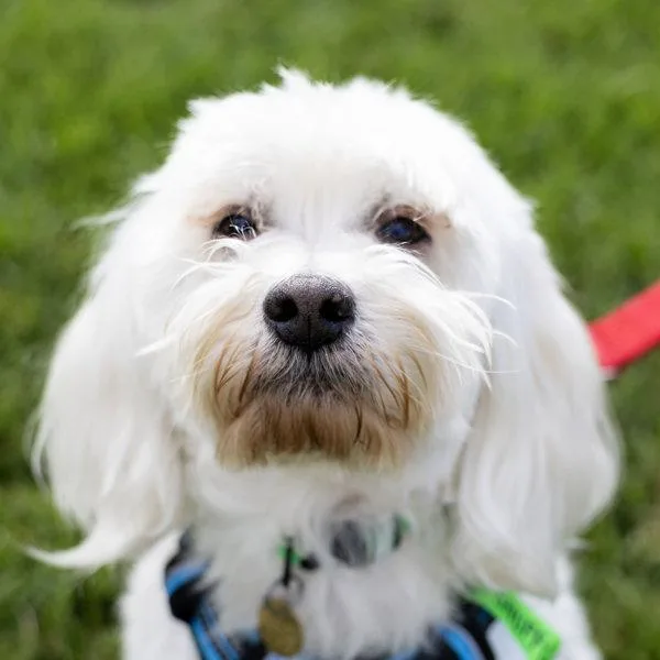 A senior medium-sized male Havanese dog named Mr. Snuffleupagus for adoption in Oakland, CA