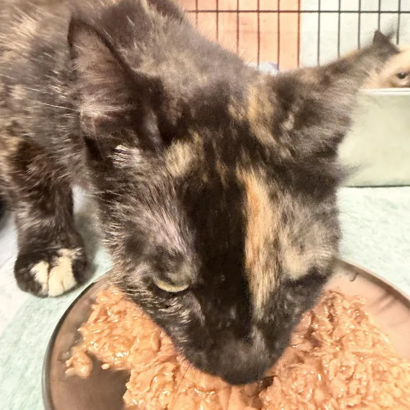 An adult medium-sized female Tortoiseshell Domestic Medium Hair cat named Cassidy for adoption in Columbus, NC