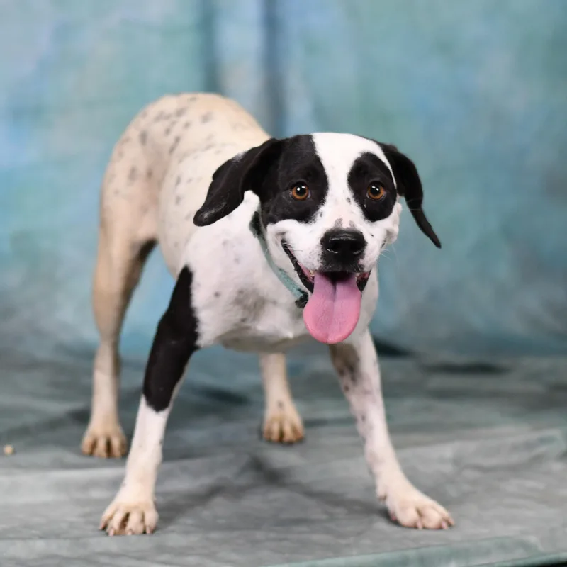 An adult small-sized female American Bulldog dog named Callie for adoption in Defuniak Springs, FL