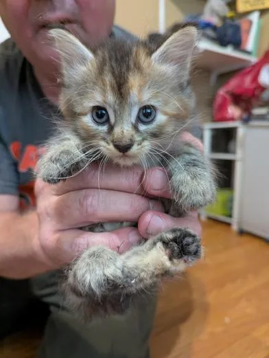 A baby small-sized male Domestic Medium Hair cat named Lucky Day for adoption in Liverpool, TX