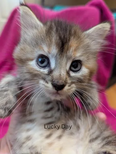 Lucky Day thumbnail 3