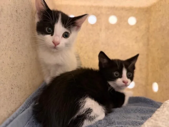 A baby small-sized female Domestic Short Hair cat named Gi Gi for adoption in Tustin, CA