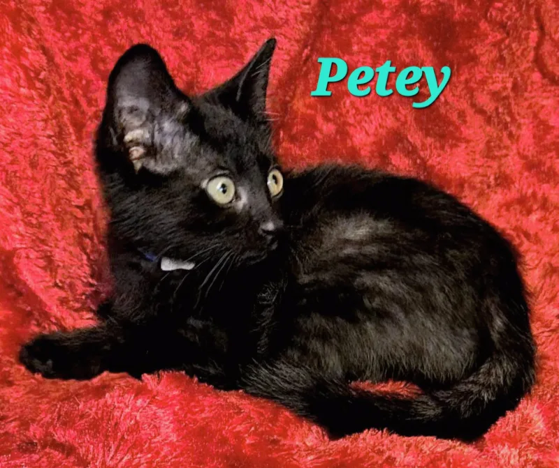 A young medium-sized female Black Domestic Short Hair cat named Pipurr for adoption in Macon, GA