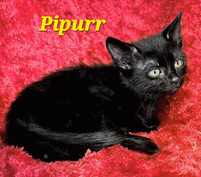 Pipurr thumbnail 2