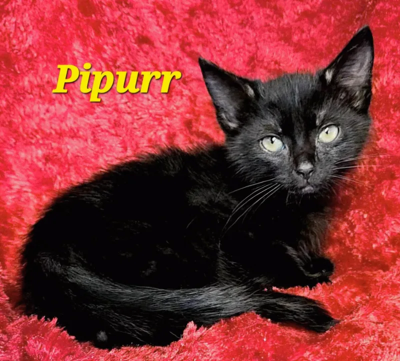 Pipurr thumbnail 3