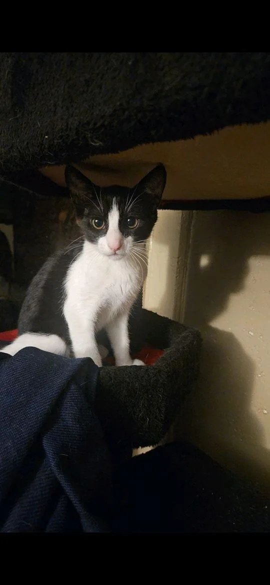 A baby small-sized male Domestic Short Hair cat named Bolt for adoption in Honolulu, HI