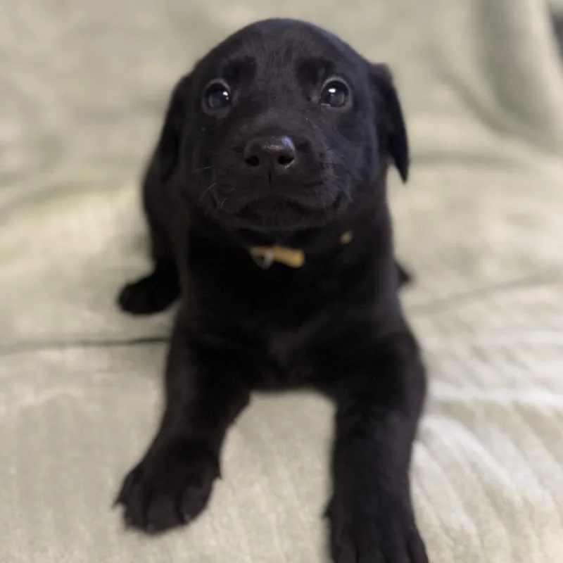 A baby medium-sized female Black Labrador Retriever dog named Macaroni for adoption in St. Peters, MO