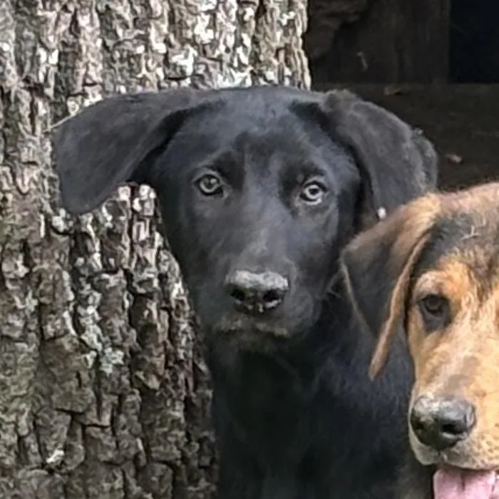A baby small-sized male Black Shepherd dog named Gerber for adoption in Springboro, OH