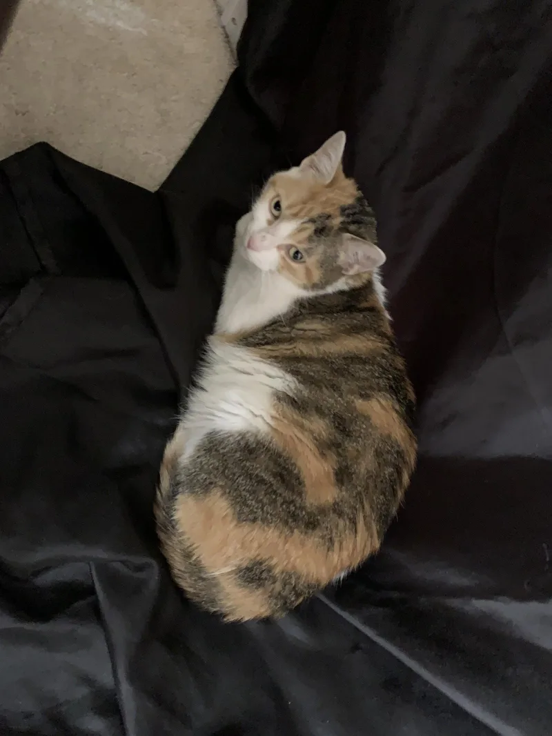A young medium-sized female Domestic Short Hair cat named Luna for adoption in Reston, VA