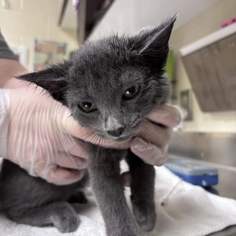 A baby small-sized male Gray / Blue / Silver Domestic Short Hair cat named Slinky for adoption in Asheville, NC