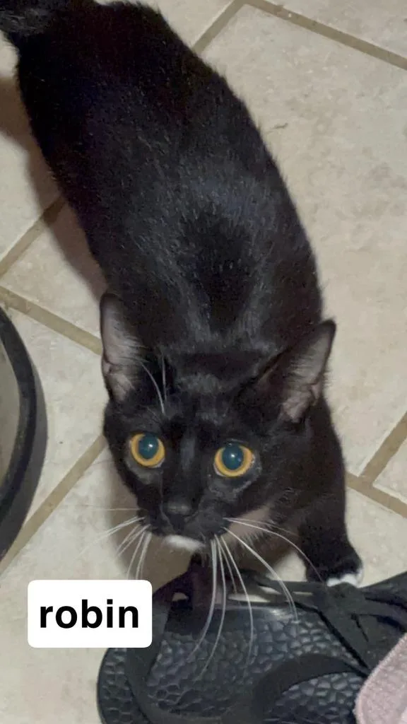 A young medium-sized female Domestic Short Hair cat named Nico Robin for adoption in Johnson City, TN
