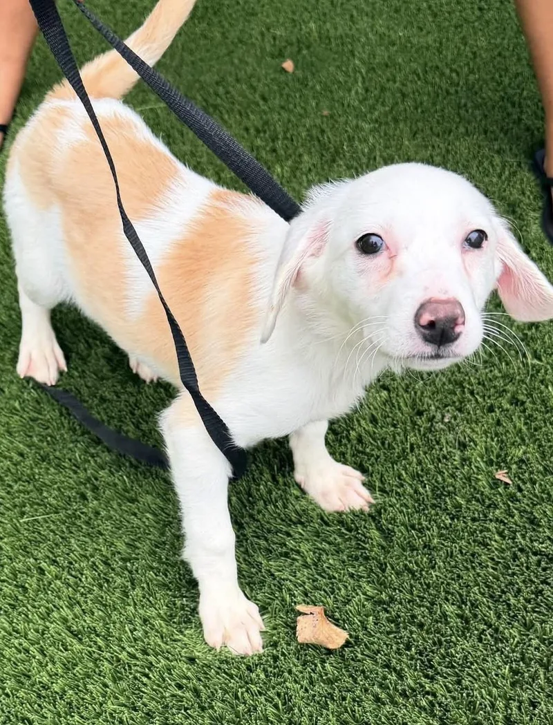 A baby medium-sized female Border Collie dog named Bean for adoption in Hillsboro, MO