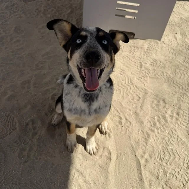A young medium-sized female Australian Cattle Dog / Blue Heeler dog named Kirby for adoption in Thousand Palms, CA