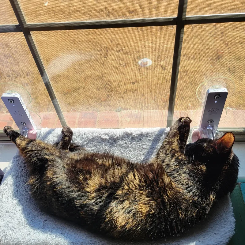An adult medium-sized female Tortoiseshell Domestic Short Hair cat named Rosie for adoption in Amherst, MA