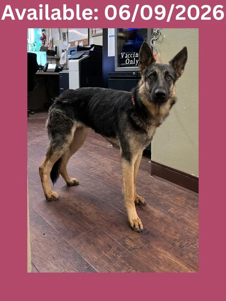 A baby medium-sized female German Shepherd Dog dog named Dog Kennel  Biscuit for adoption in Greenville, TX