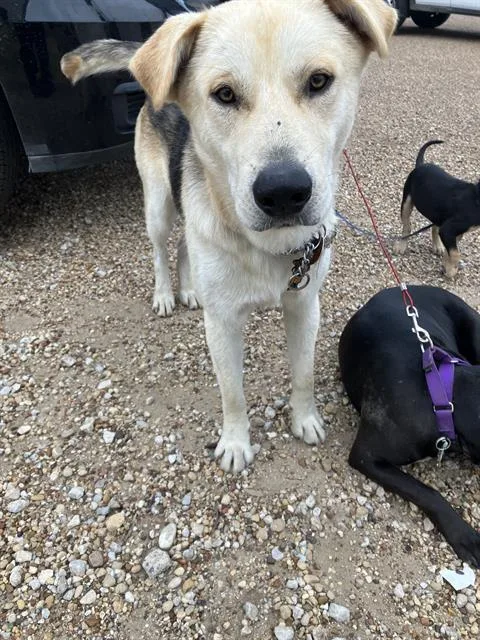 A young large-sized male Mixed Breed dog named Brownie for adoption in Dallas, TX