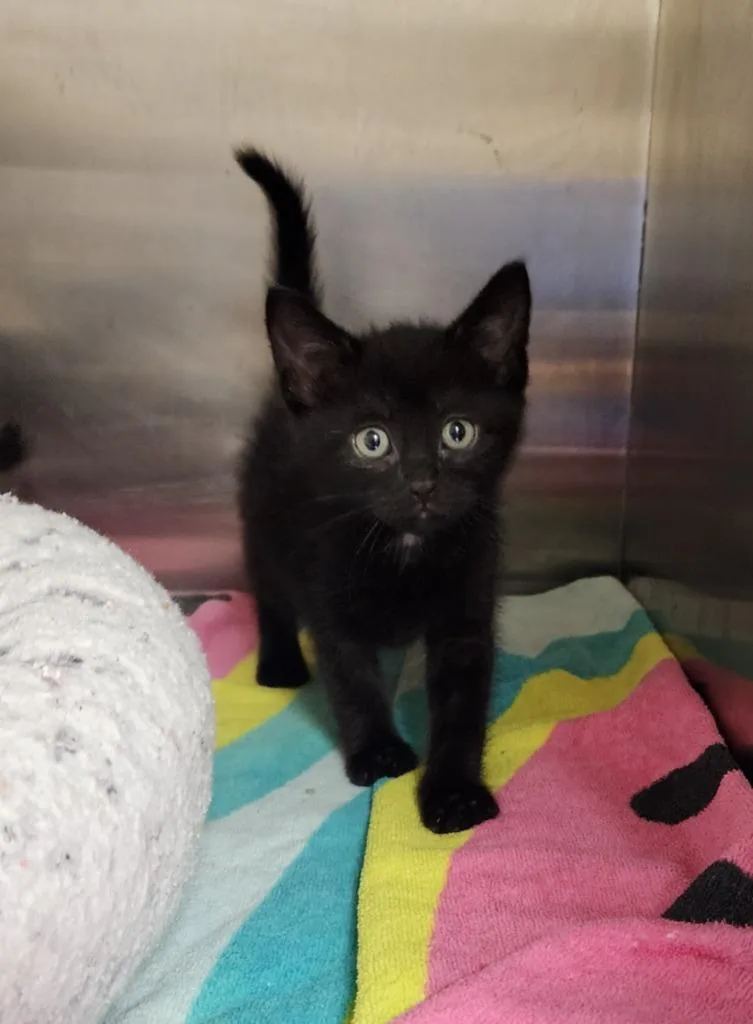 A baby medium-sized female Domestic Short Hair cat named Neptune for adoption in Great Bend, KS