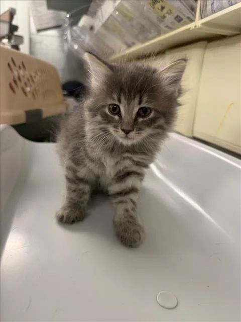 A baby medium-sized female Gray / Blue / Silver Domestic Short Hair cat named Mouse for adoption in Woodland, CA