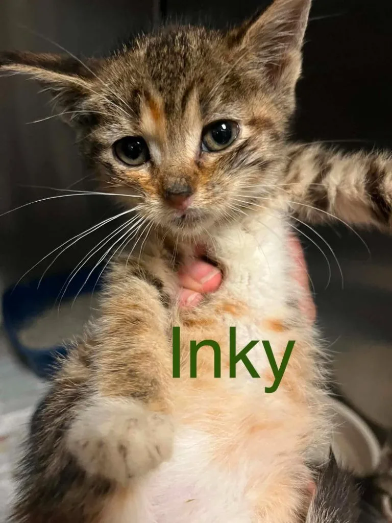 A baby small-sized female Domestic Short Hair cat named Inky for adoption in Princeton, IN