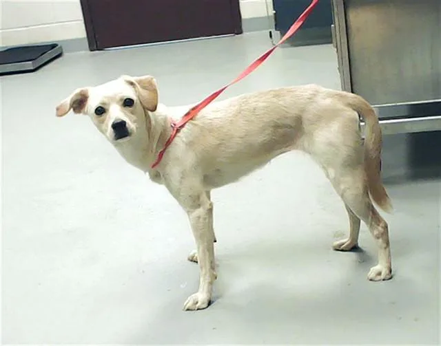 A young medium-sized female Labrador Retriever dog named A for adoption in Fayetteville, NC