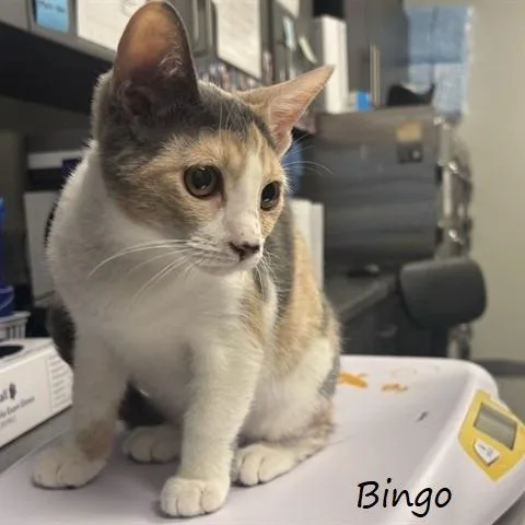 Bingo