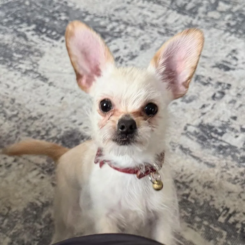 A young small-sized male Yellow / Tan / Blond / Fawn Chihuahua dog named Beans for adoption in Newark, NJ