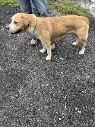 An adult large-sized male Labrador Retriever dog named Liam for adoption in Cumming, GA