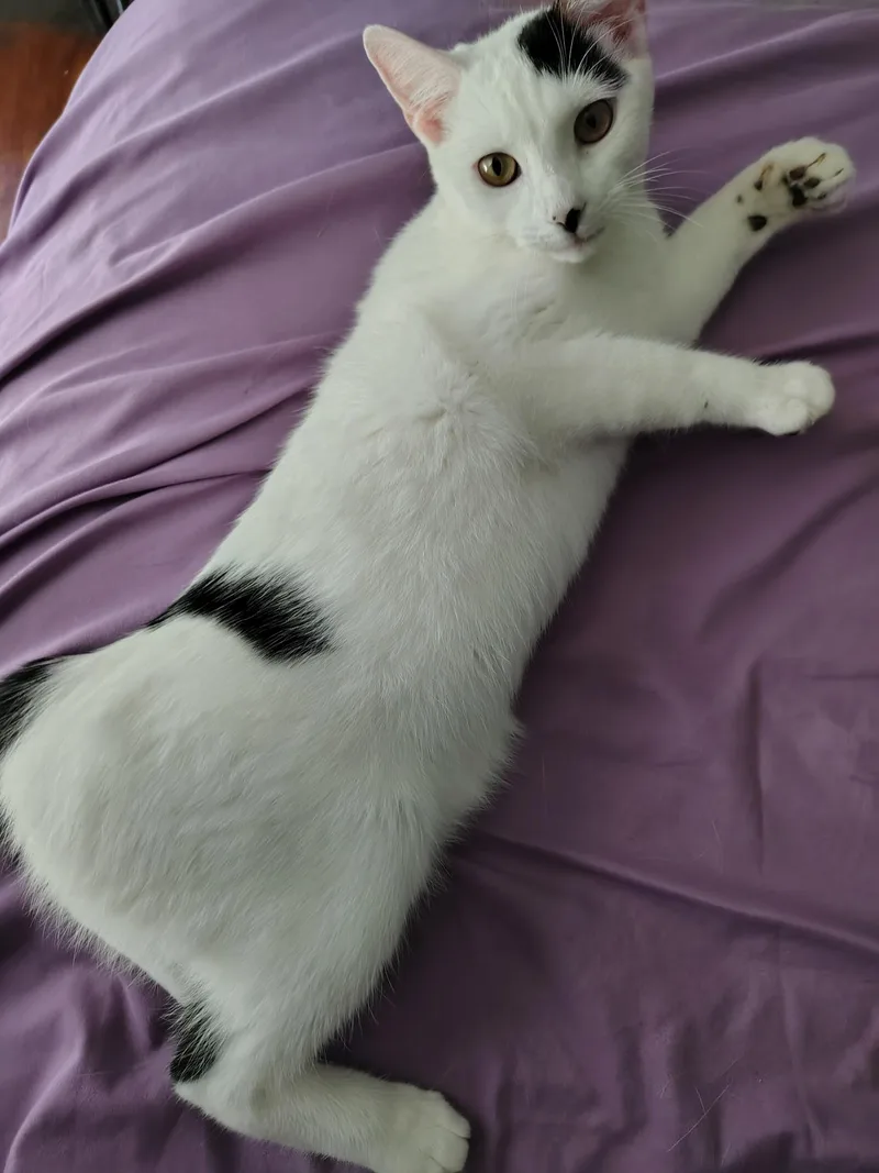 Lilo Pelekai thumbnail 2