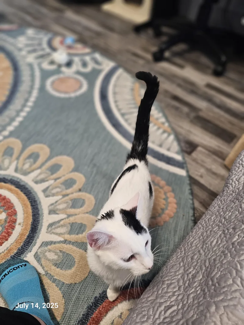 Lilo Pelekai thumbnail 3