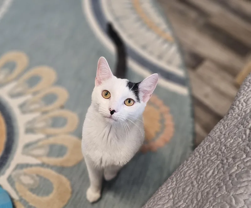 Lilo Pelekai thumbnail 4