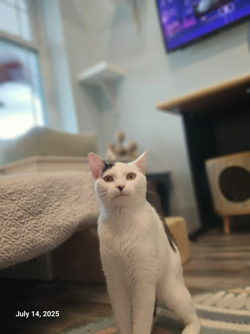 Lilo Pelekai thumbnail 5