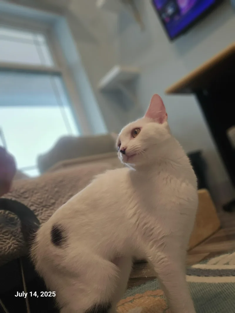 Lilo Pelekai thumbnail 6