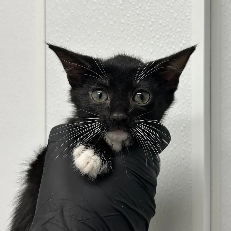 A baby small-sized female Black Domestic Short Hair cat named Fennec for adoption in Abilene, TX