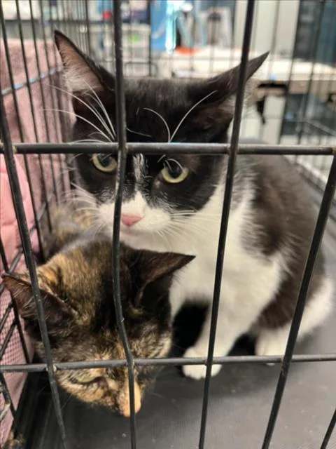 An adult medium-sized female Black & White / Tuxedo Domestic Short Hair cat named Mya for adoption in Tavares, FL