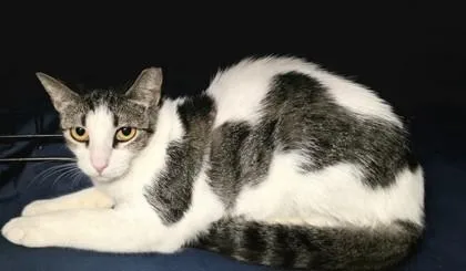 An adult small-sized female Domestic Short Hair cat named Alice for adoption in Phoenix, AZ