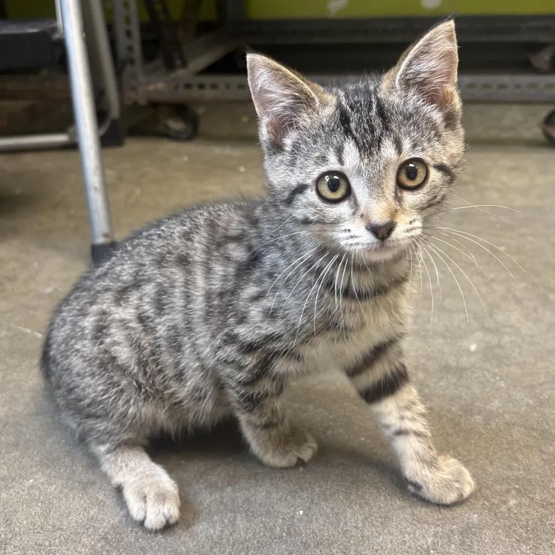 A baby small-sized female Brown / Chocolate Domestic Short Hair cat named Wilma for adoption in Waynesburg, PA