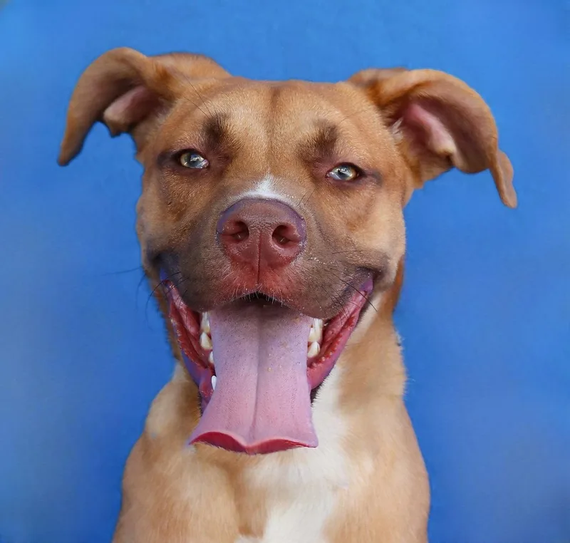 A young medium-sized male Pit Bull Terrier dog named Max for adoption in Pasadena, CA
