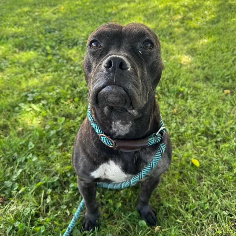 An adult medium-sized female Pit Bull Terrier dog named Bentley for adoption in Perkiomenville, PA