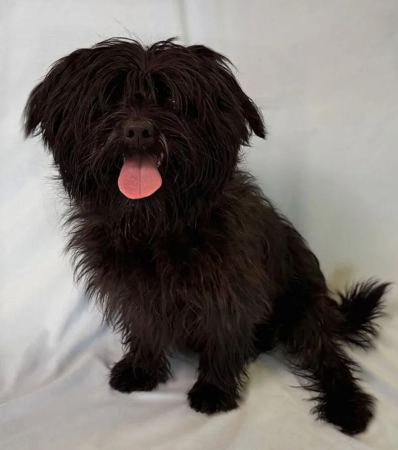 A young small-sized male Black Shih Tzu dog named Hercules for adoption in Lincoln, NE